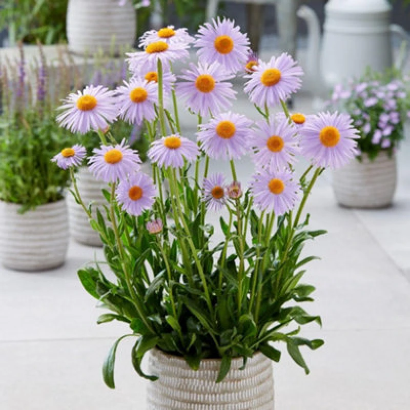 Image of Thompson & Morgan Aster Berggarten 1 Litre Potted Plant X 2