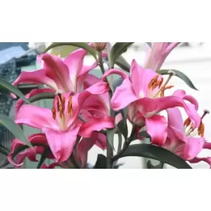 Image of Thompson & Morgan Thompson and Morgan Tree Lily 'Yellow Rocket' 3 bulbs