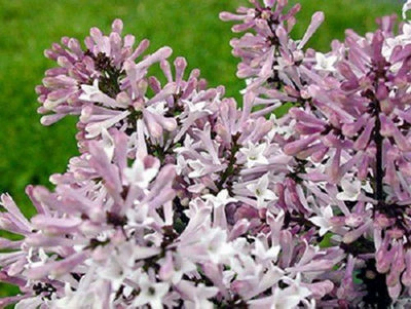 Image of Direct Plants Syringa Miss Kim Dwarf Lilac Bush 40-60Cm Large Supplied In A 3 Litre Pot