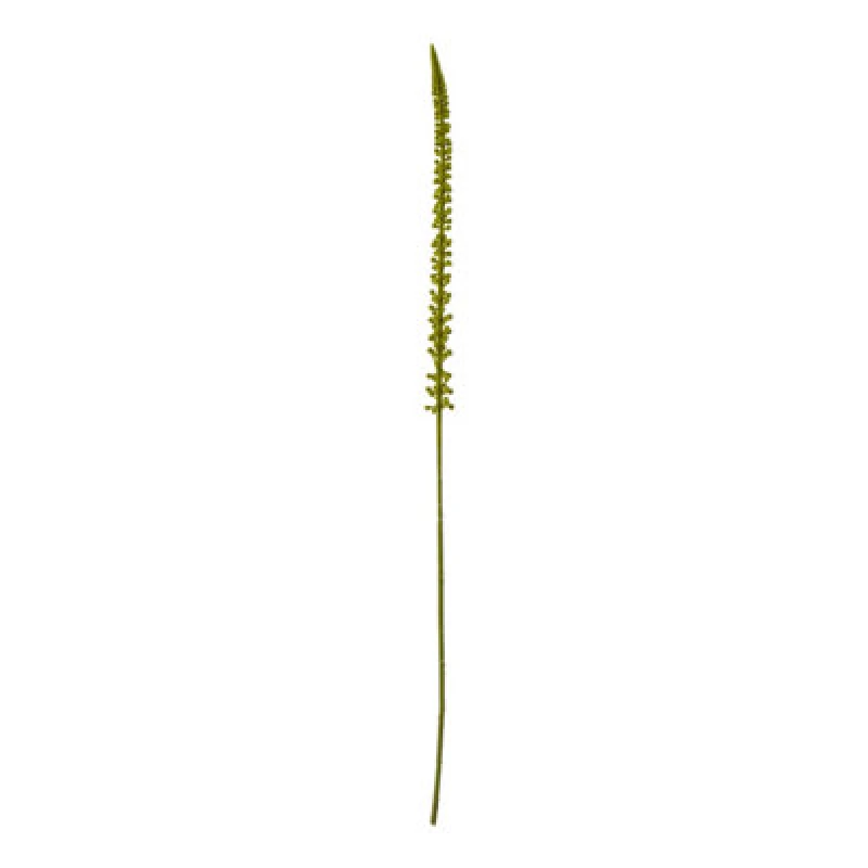 Image of Green Eremurus Stem