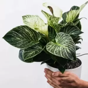 Image of YouGarden Philodendron White Wave In 14Cm Grow Pot