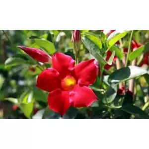 Image of Thompson & Morgan Thompson and Morgan Mandevilla Pink 10.5cm Pot x 1