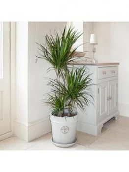 Image of Dracaena Marginata 3 Stem 60 30 15Cm