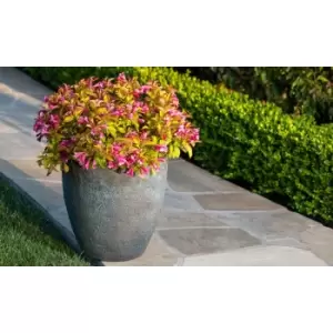 Image of Thompson & Morgan Thompson and Morgan Weigela Towers of Flowers Cherry 9cm Pot x 2