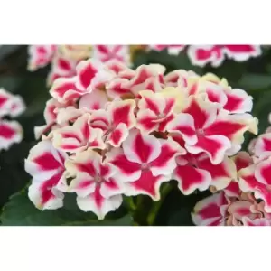 Image of Thompson & Morgan Thompson and Morgan Hydrangea Bicolor Camila 10.5cm pot x 2