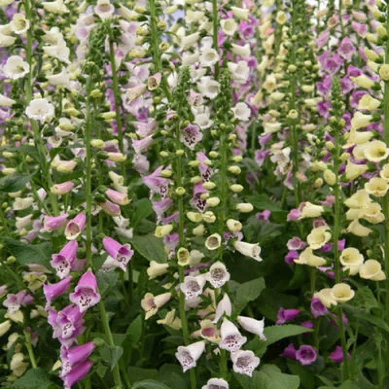 Image of Thompson & Morgan Foxglove Foxy 1 Packet (1500 Seeds)