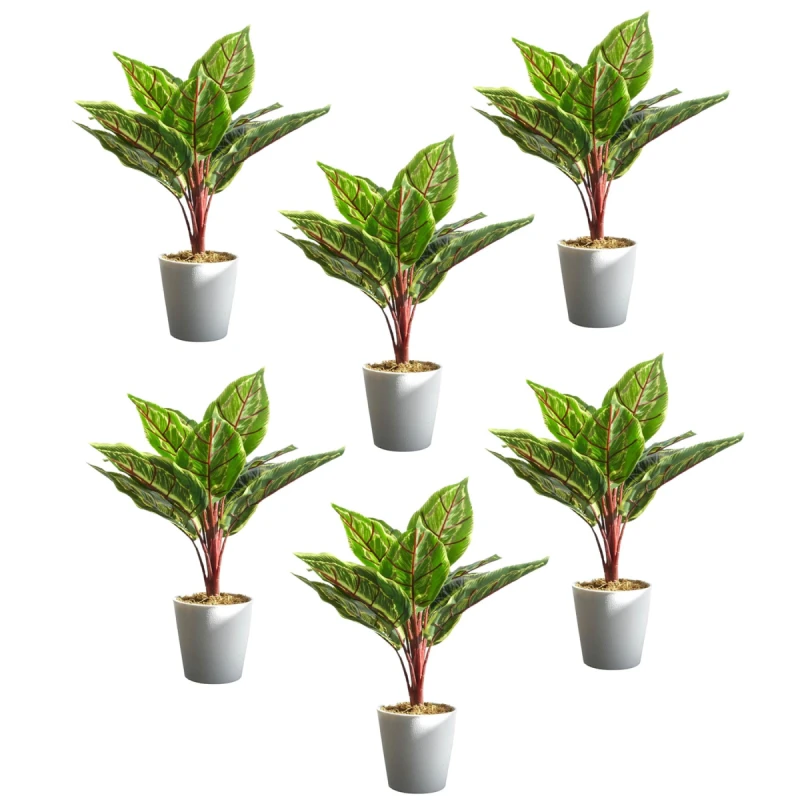 Image of N/A Pack of 6 x 38cm Potted Calathea Veitchiane