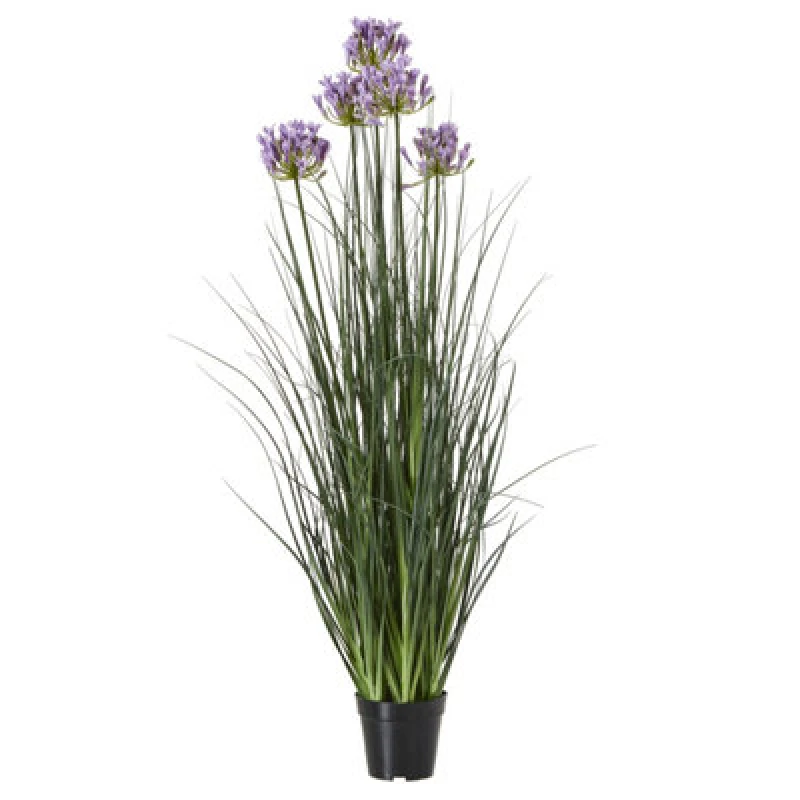 Image of Large Purple Agapanthus Plant In Pot