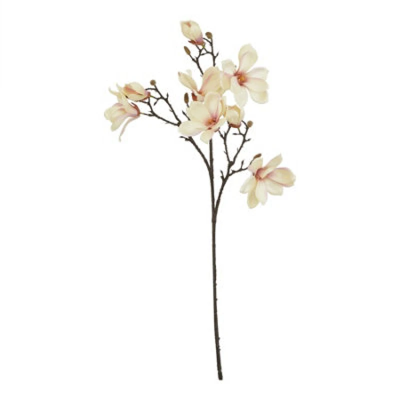 Image of The Natural Garden Collection Pale Apricot Magnolia Stem