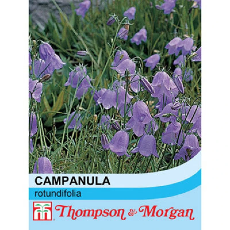 Image of Thompson & Morgan Wildflower Harebell (Campanula Rotundifolia) 1 Seed Packet (1000 Seeds)