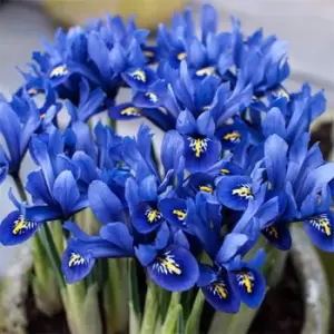 Image of YouGarden Iris reticulata Blue (miniature) 35 bulbs - Brown