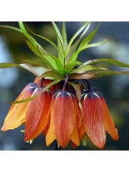 Image of Crown Imperials (Fritillaria Imperialis) X 2 Large Bulbs