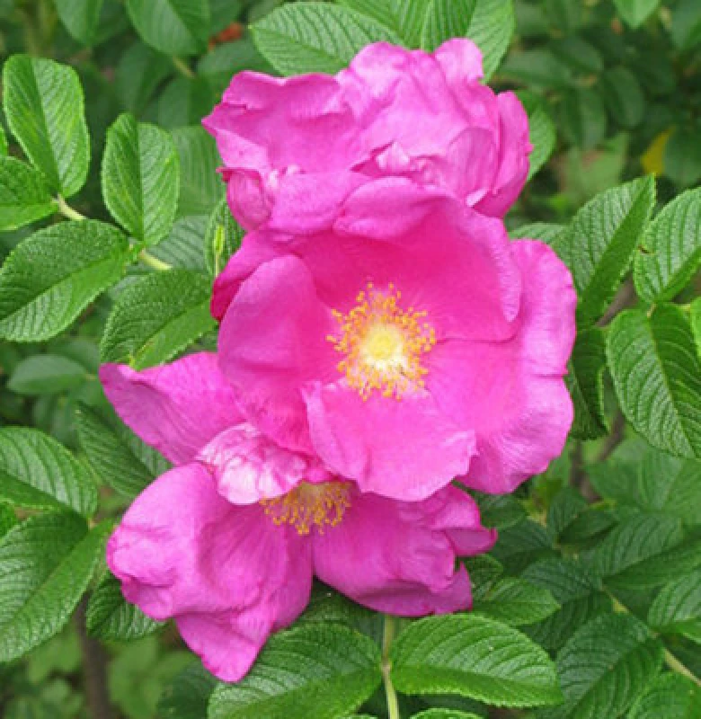Image of Inspirational Gifting 2-3ft Hedging Rose (Rosa Rugosa) Bare Root Hedging Plants Tree Sapling - Pack Of 10