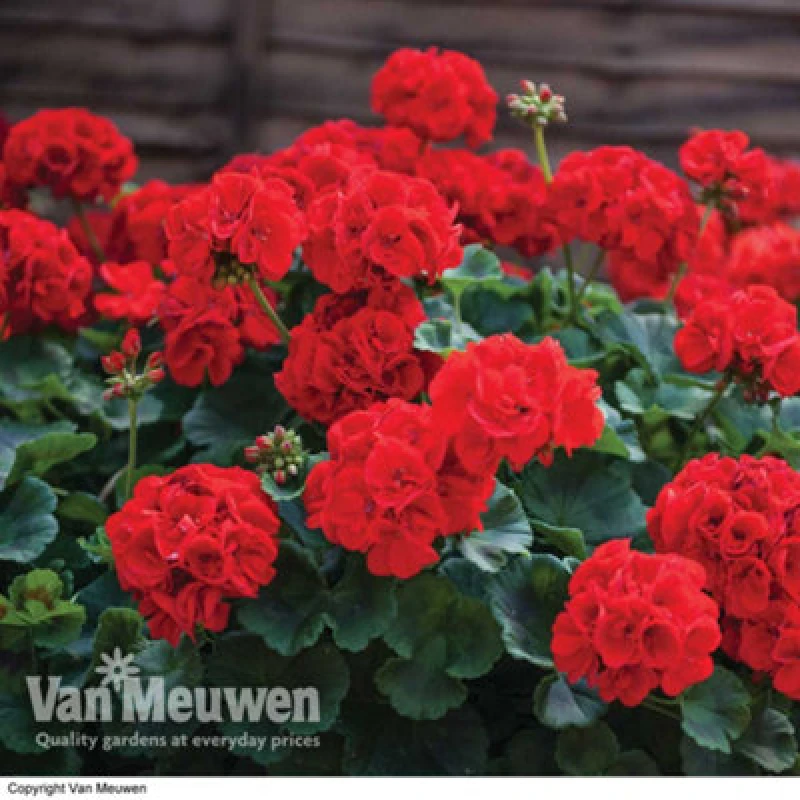 Image of Thompson & Morgan Geranium Best Red -72 Plug Plants - Summer Colour, Ideal For Patio Containers