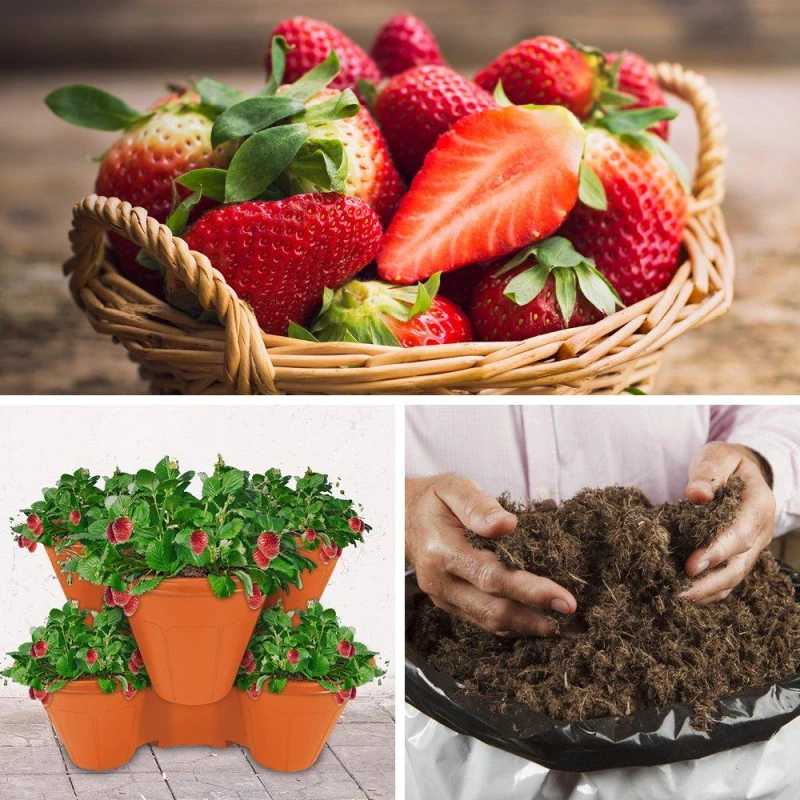 Image of YouGarden Strawberry Growing Kit - Sweet Summer Multi unisex 12 plants