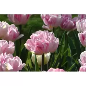 Image of YouGarden Tulip Double Pink 20 bulbs size 10/11 - Brown
