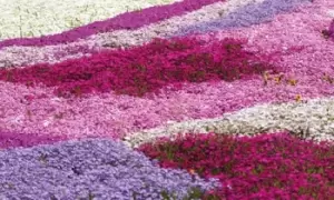 Image of Phlox Creeping Collection, 50 plugs