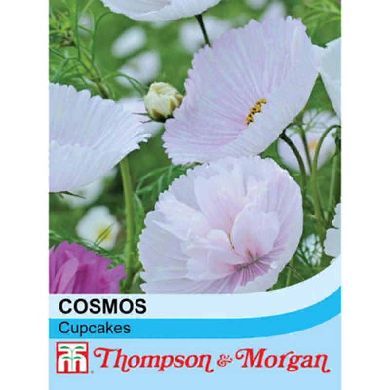 Image of Thompson & Morgan Cosmos Bipinnatus Cupcakes 1 Seed Packet (100 Seeds)