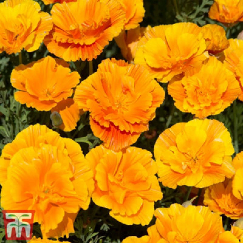 Image of Thompson & Morgan Eschscholzia Californica Poppy Lady Marmalade 1 Seed Packet (130 Seeds)