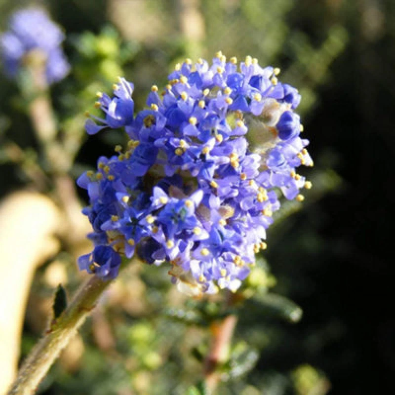 Image of Thompson & Morgan Ceanothus Puget Blue 3 Litre Potted Plant X 2