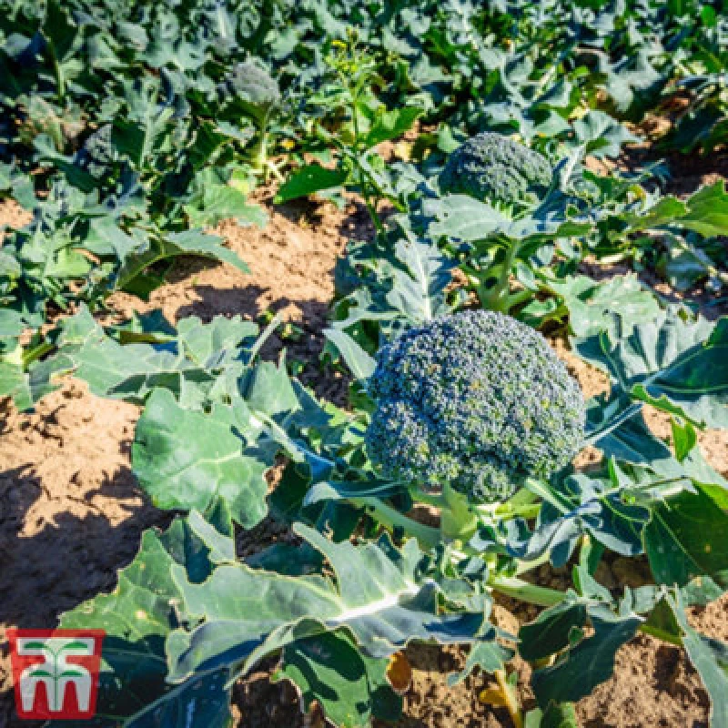 Image of Thompson & Morgan Broccoli Blue Finn F1 1 Seed Packet (20 Seeds)