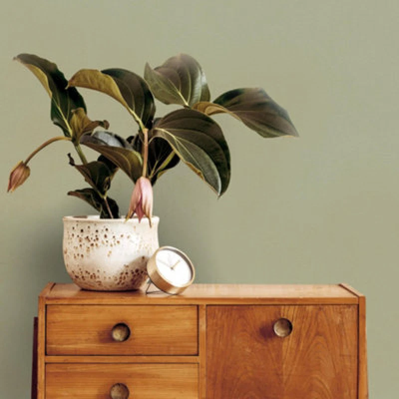 Image of Superfresco Easy Superfresco Easy Amour Sage Texture Wallpaper in Green Size: 10000mm_x_520mm Green 10000mm_x_520mm Unisex 5011583652635