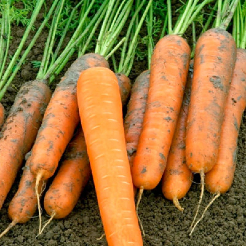 Image of Thompson & Morgan Carrot Volcano F1 1 Seed Packet