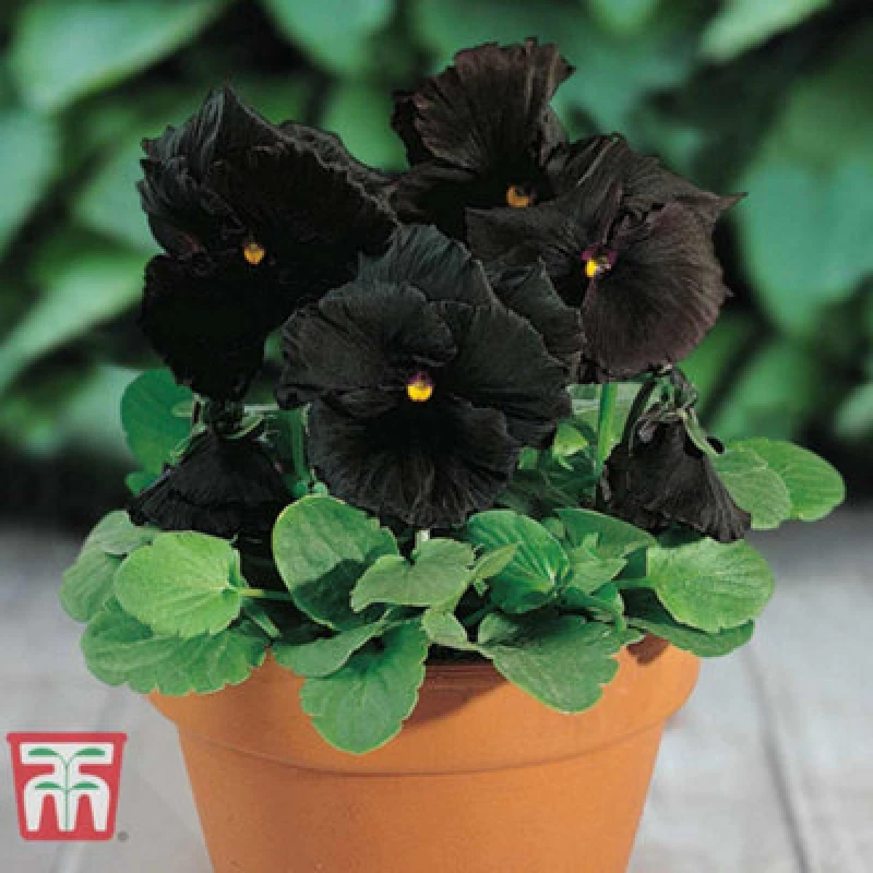 Image of Thompson & Morgan Pansy Wittrockiana Blackmoon Hybrid F1 1 Seed Packet (25 Seeds)