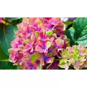 Image of Thompson & Morgan Thompson and Morgan Hydrangea Glam Rock 9cm Pot x 2