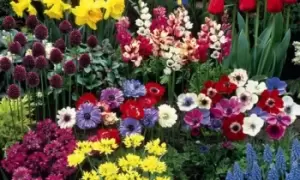 Image of Summer Bulb Collection: 100 Bulbs