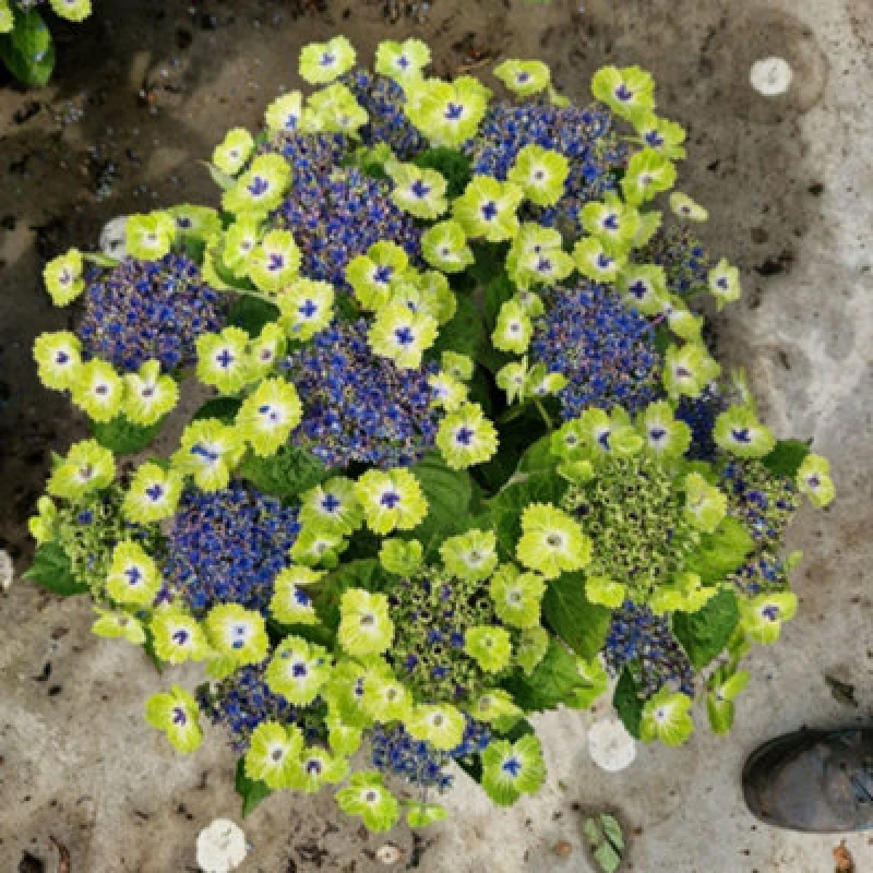 Image of Thompson & Morgan Hydrangea Tellar Green Dream Collection 14Cm Potted Plant X 2