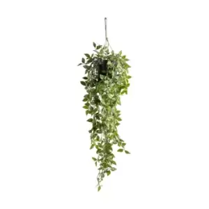Image of Crossland Grove Hanging Scindapsus Large 200X200X730Mm