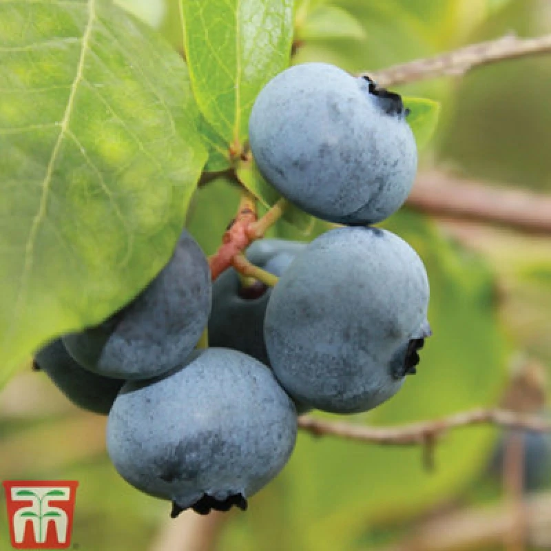 Image of Thompson & Morgan Grow Your Own Fruit Blueberry (Vaccinium) Bare Rootigitta 2.5-3L Pot X 1
