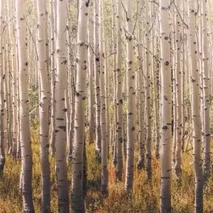 Image of Grandeco Multicolour Birch Tree Matt Mural