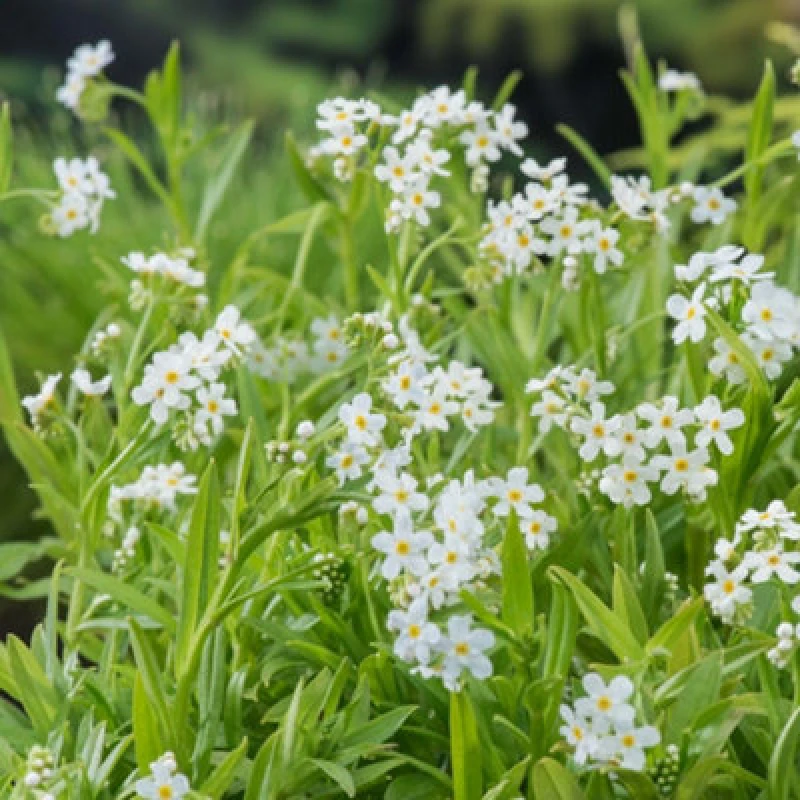 Image of Thompson & Morgan Myosotis Palustris Alba 9Cm Potted Plant X 1