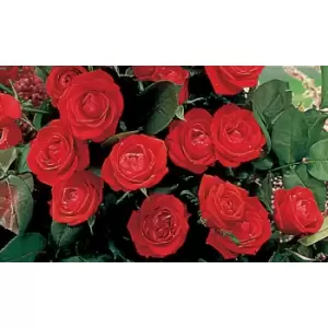 Image of Thompson & Morgan Thompson and Morgan Rose Climbing Pauls Scarlet 2 Bare Roots