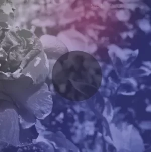 Image of See Through Dresses by See Through Dresses CD Album