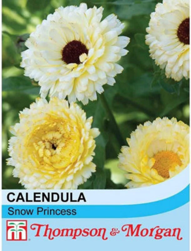 Image of Thompson & Morgan Calendula Officinalis Snow Princess 1 Seed Packet (50 Seeds)
