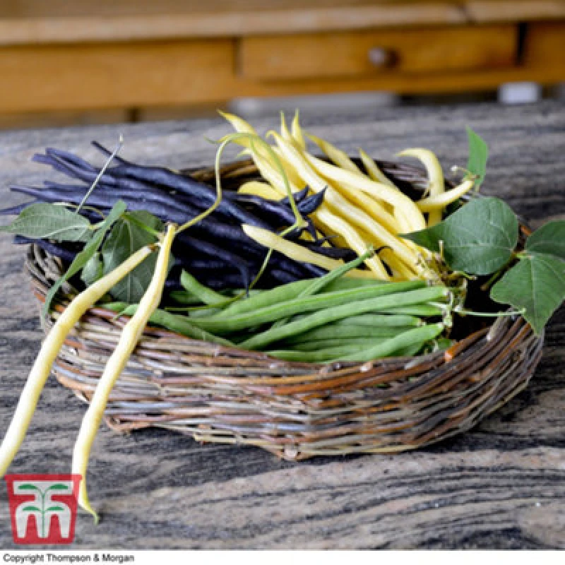 Image of Thompson & Morgan Bean Dwarf French Colour Mix 1 Seed Packet (120 Seeds)