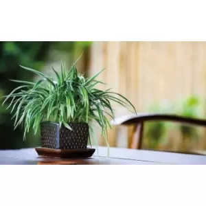 Image of Thompson & Morgan Thompson and Morgan Chlorophytum (Spider Plant) Comosum Variegatum 12cm Pot x 1
