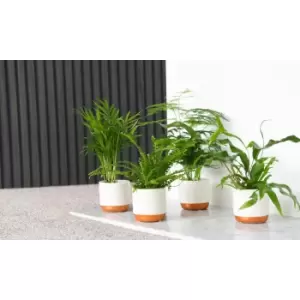 Image of Thompson & Morgan Thompson and Morgan Green Houseplant Starter Mix 6cm Pot x 6