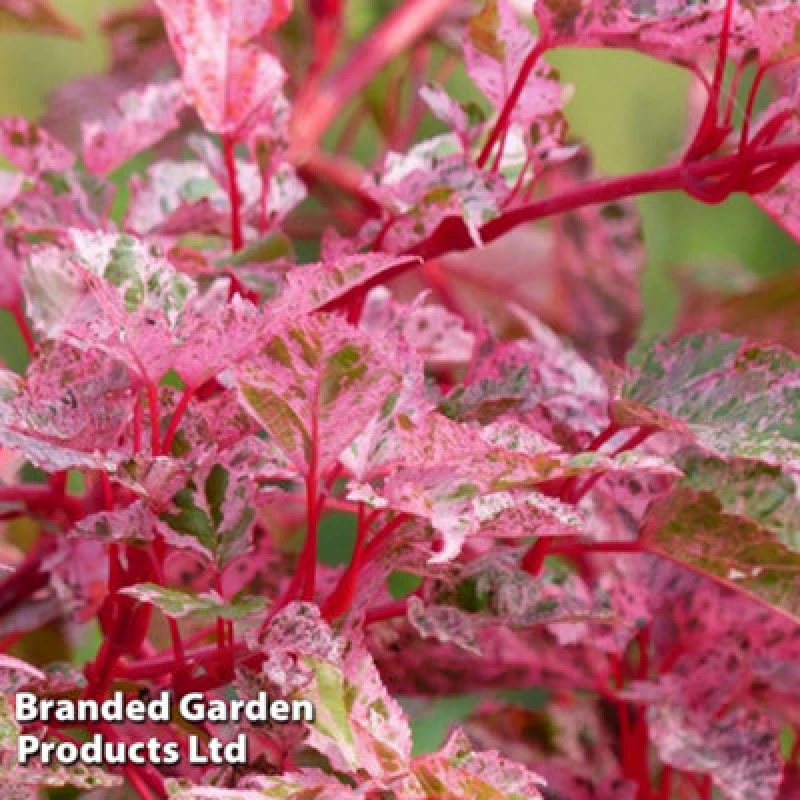 Image of Thompson & Morgan Acer Conspicuum Red Flamingo 3 Litre Potted Plant X 1