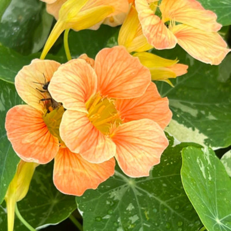 Image of Thompson & Morgan Nasturtium Alaska Salmon 1 Seed Packet