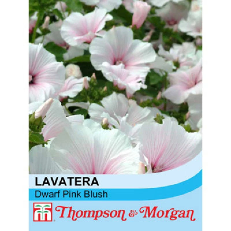 Image of Thompson & Morgan Lavatera Dwarf Pink Blush 1 Seed Packet (80 Seeds)