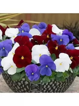 Image of Pansy Matrix Mix Britannia 20 Garden Ready Plants