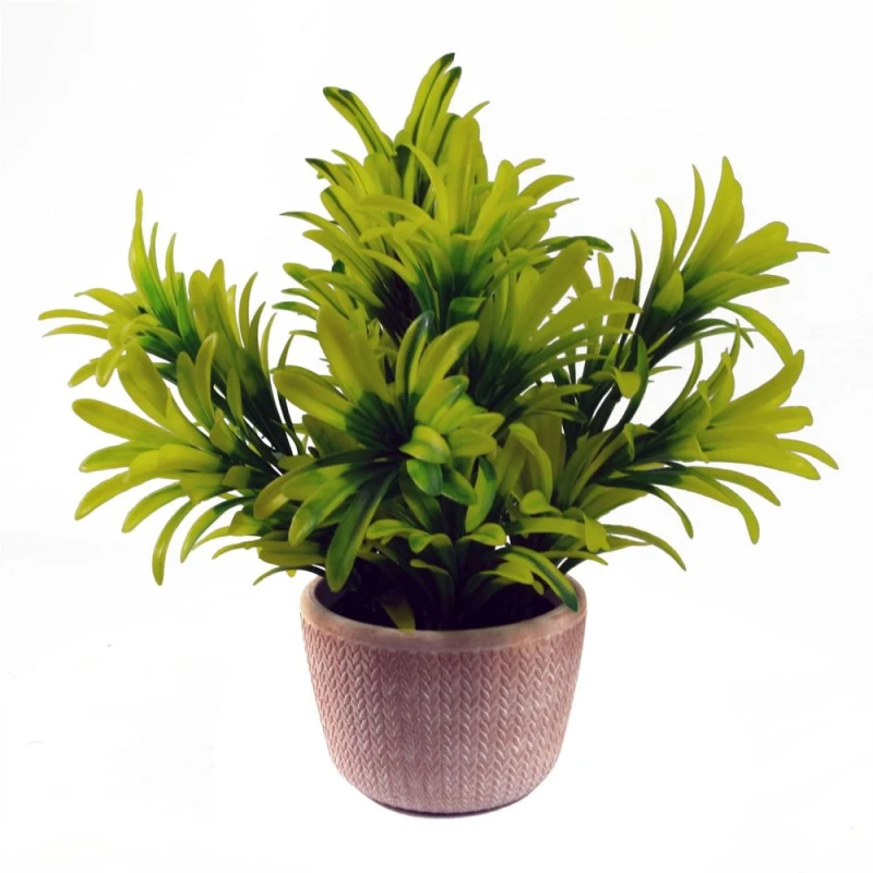 Image of Leaf 22cm Foliage Honey Plant Light Green in Terracotta Pot Yellow unisex
