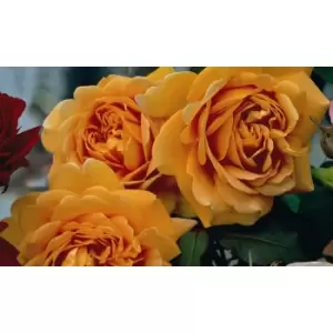 Image of Thompson & Morgan Thompson and Morgan Rose Scented Double Gold 1 BR