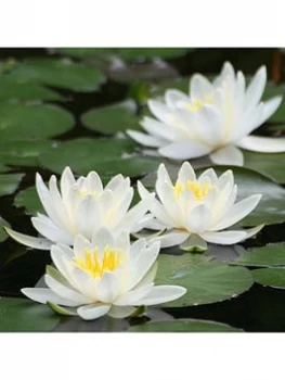 Image of Water Lily Planting Kit White