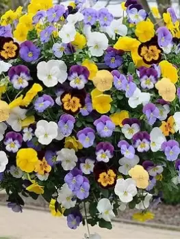 Image of Pair Of Pansy Cool Wave Hanging Baskets