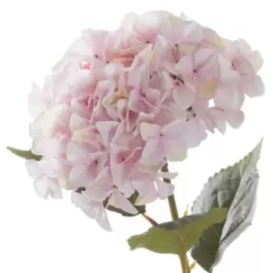 Image of Giant Pink Hydrangea